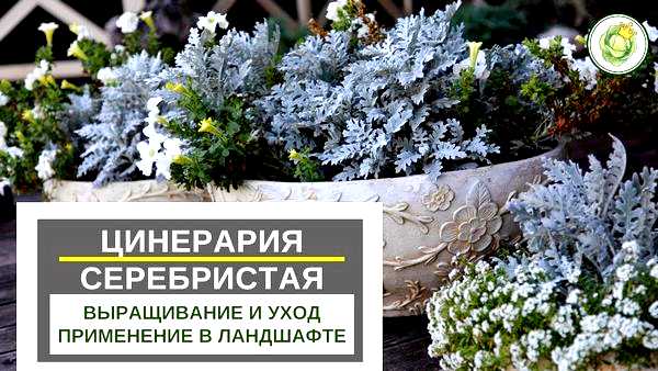 Цинерария посадка и уход Senecio cineraria