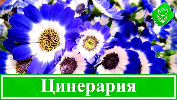 Цинерария посадка и уход насыщенными цветами на протяжении длительного