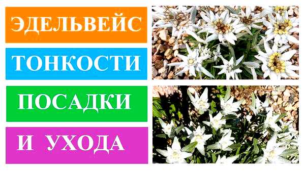 Эдельвейс посадка и уход Регулярные прополки помогут сохранить ухоженность