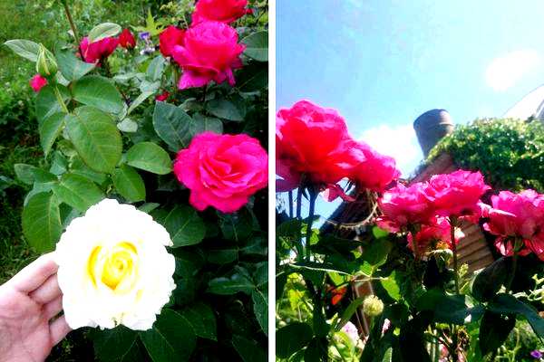 Кустовые розы посадка и уход