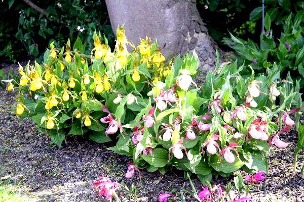 Орхидея садовая посадка и уход защищены от