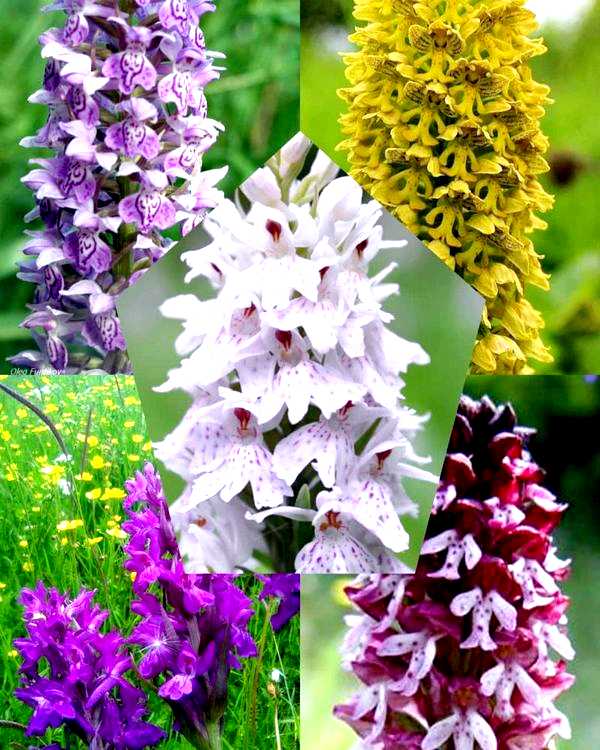 Орхидея садовая посадка и уход из которых