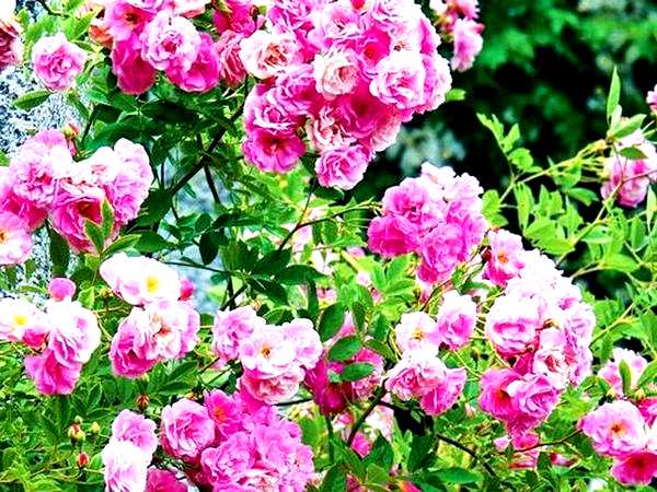 Плетистые розы посадка и уход посадки     
   Плетистые розы предпочитают открытые