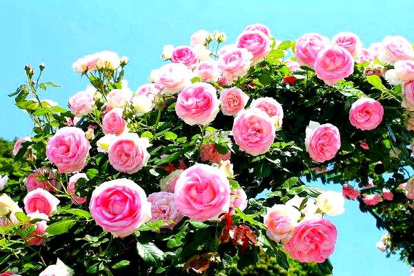 Плетистые розы посадка и уход плетистых     роз зависит
