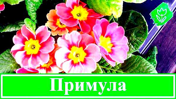 Садовая примула посадка и уход Однако садовая    примула     достаточно