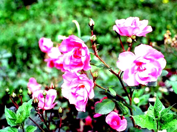 Садовые розы посадка и уход